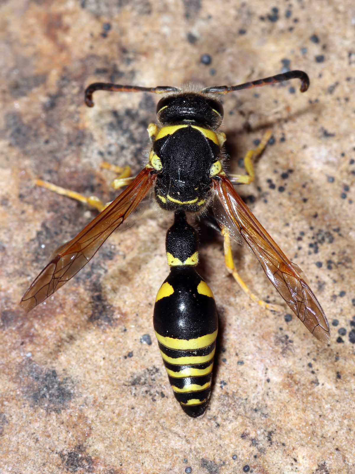 Vespidae Eumeninae: Katamenes algirus, maschio