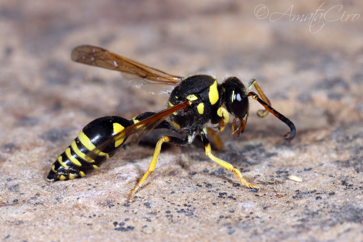 Vespidae Eumeninae: Katamenes algirus, maschio