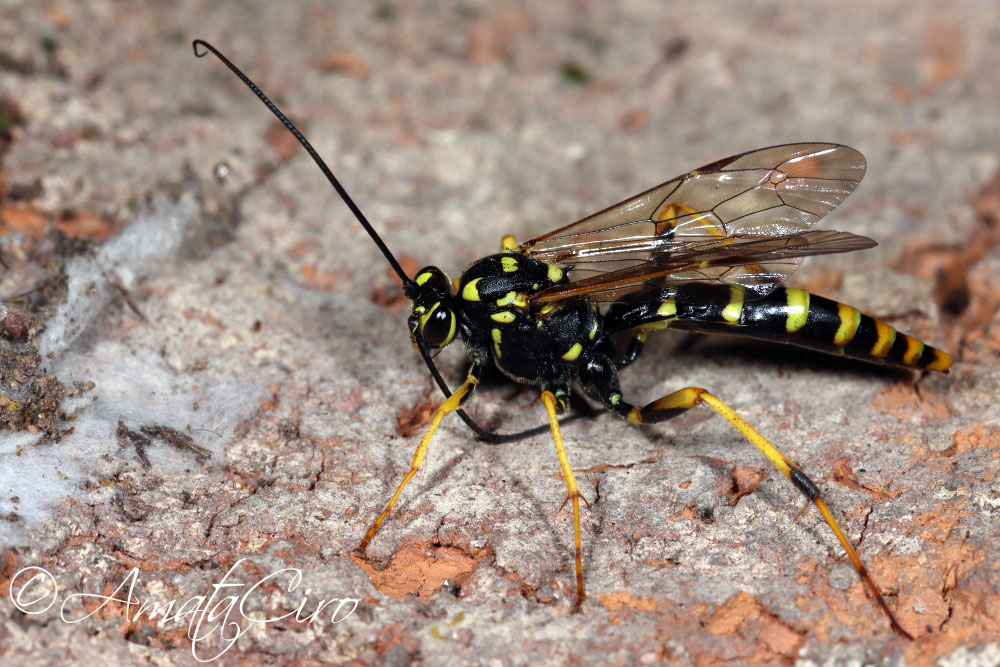 Banchus sp. (Ichneumonidae Banchinae)