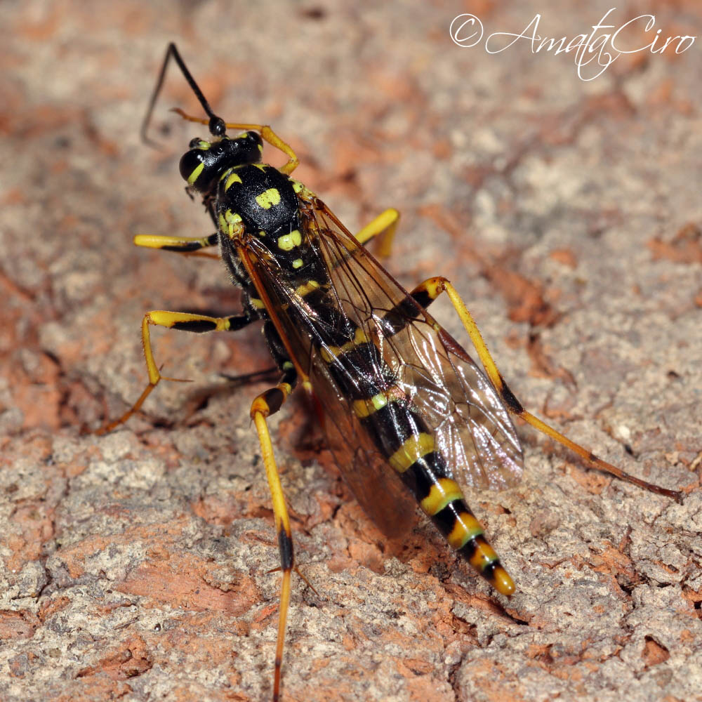 Banchus sp. (Ichneumonidae Banchinae)