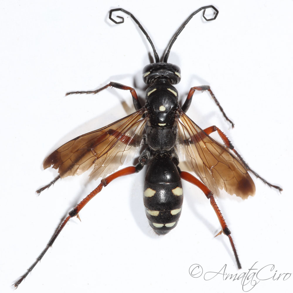 Pompilidae: femmina di Cryptocheilus variabilis