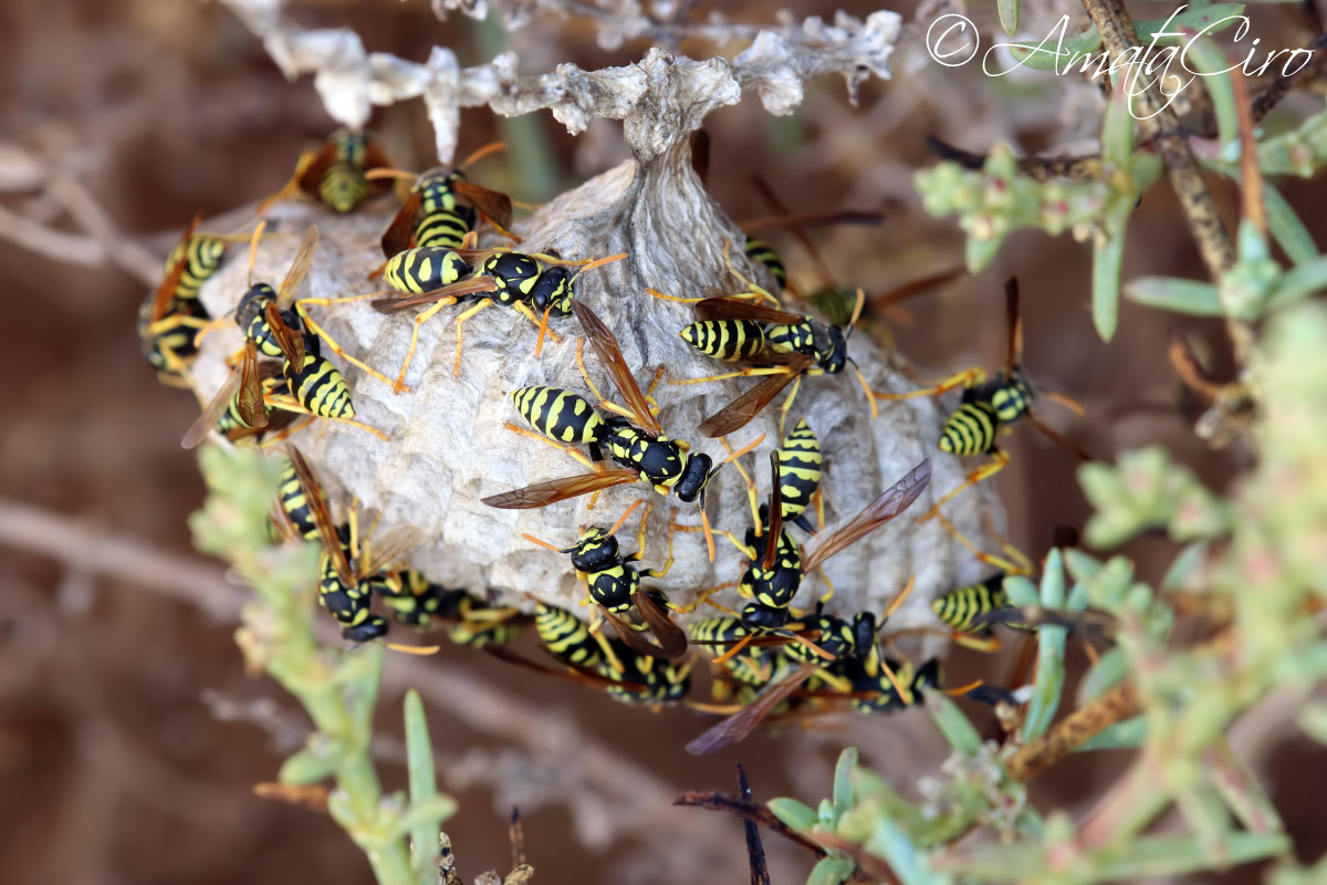 Polistes sp. da ID: Polistes gallicus