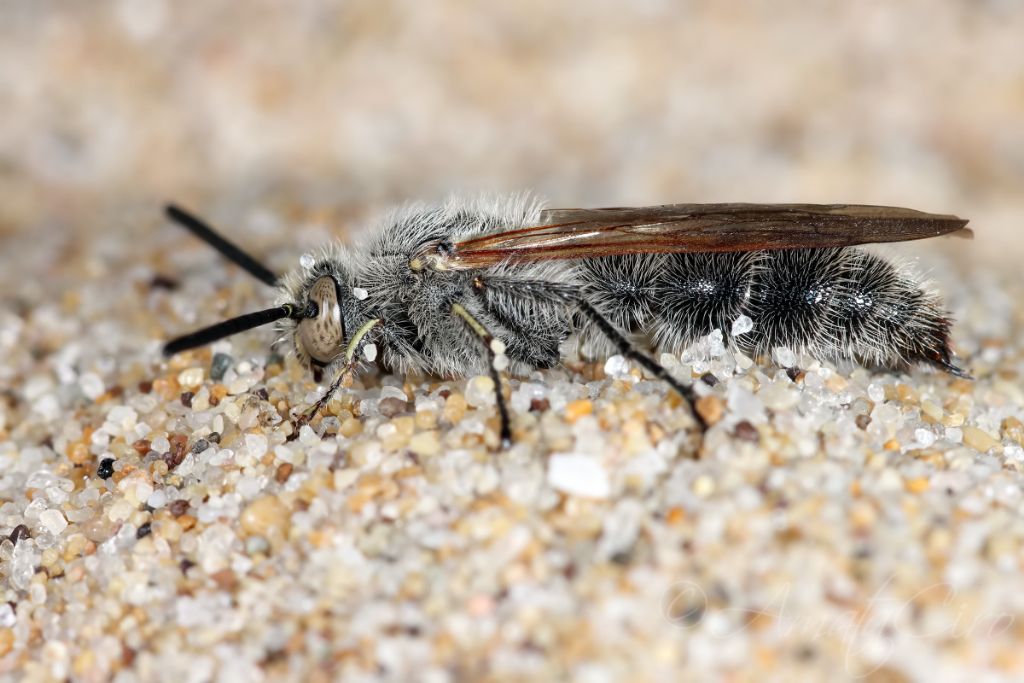 Scoliidae : maschio di Campsomeriella thoracica