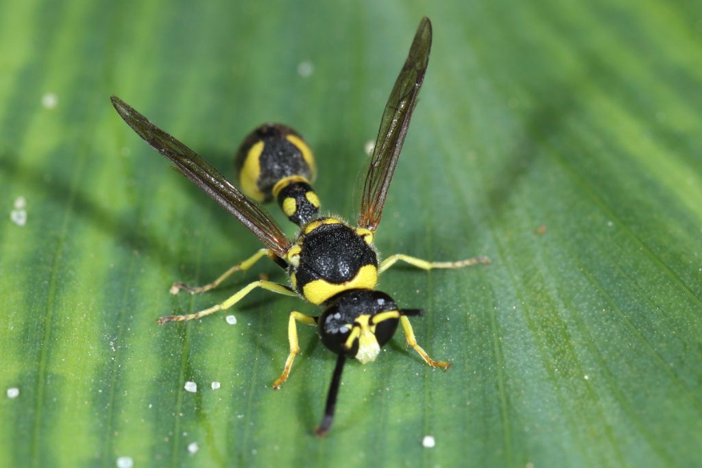 Vespidae Eumeninae: Eumenes sp.