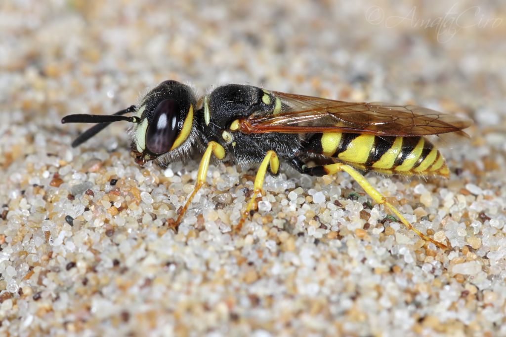 Crabronidae: Maschio di Philanthus triangulum