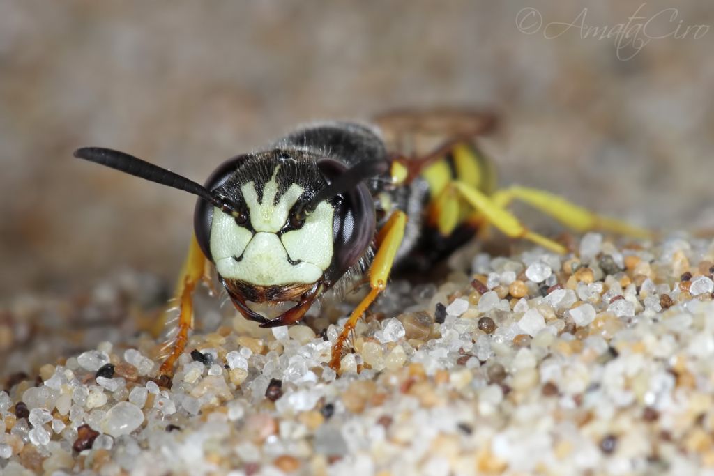 Crabronidae: Maschio di Philanthus triangulum