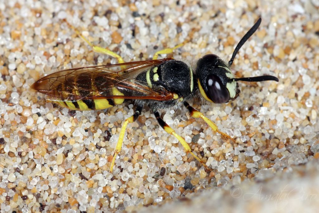 Crabronidae: Maschio di Philanthus triangulum