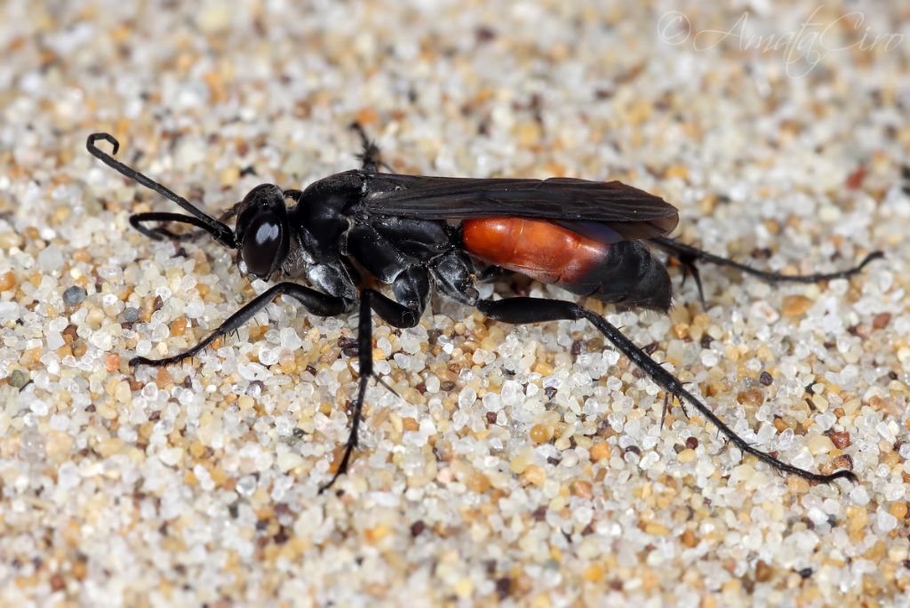 Pompilidae: Anoplius infuscatus (cfr.)