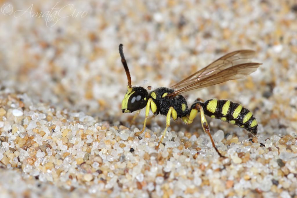 Crabronidae: maschio di Cerceris arenaria