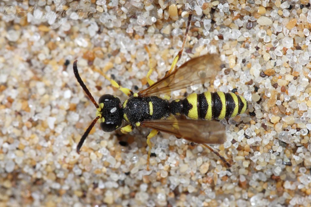 Crabronidae: maschio di Cerceris arenaria