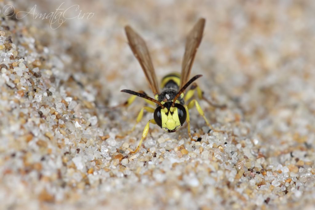 Crabronidae: maschio di Cerceris arenaria