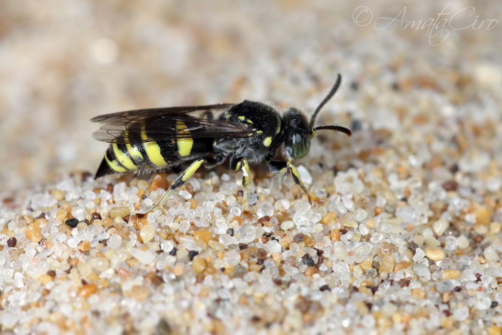 Crabronidae: femmina di Bembecinus hungaricus