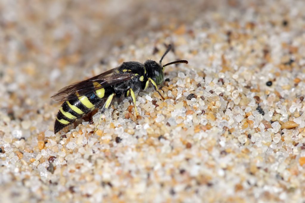 Crabronidae: femmina di Bembecinus hungaricus
