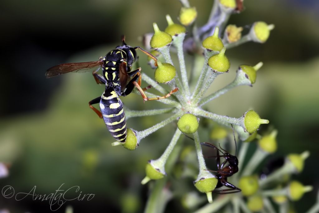 Vespidae: Maschio di Polistes nimpha