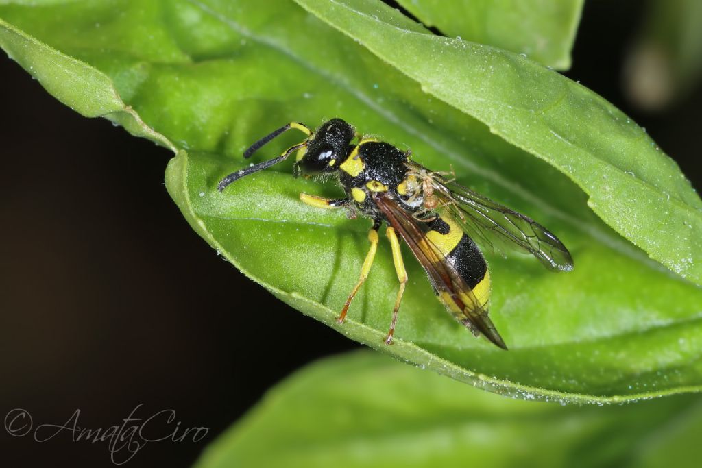 vespidae Eumeninae: femmina diAncistrocerus gazella (aff.)
