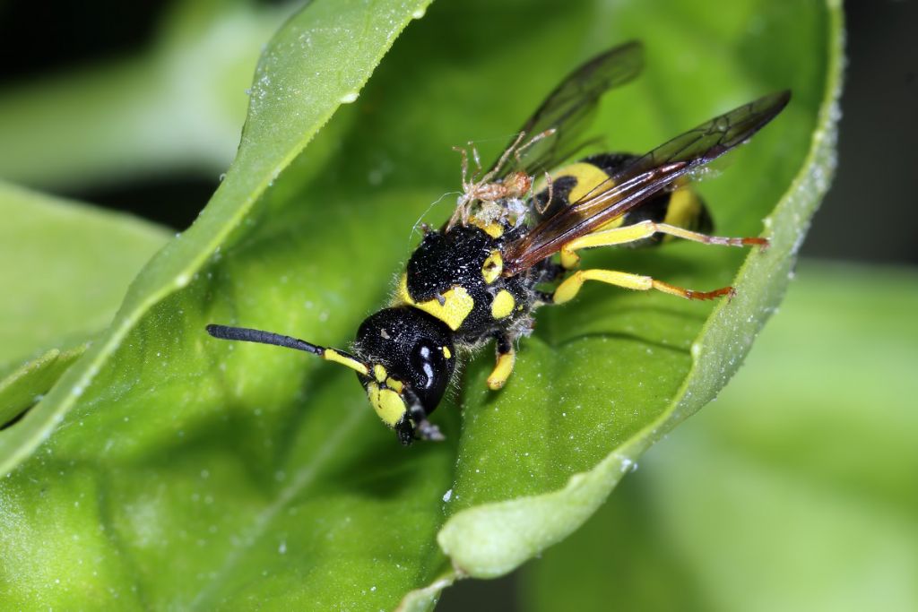 vespidae Eumeninae: femmina diAncistrocerus gazella (aff.)