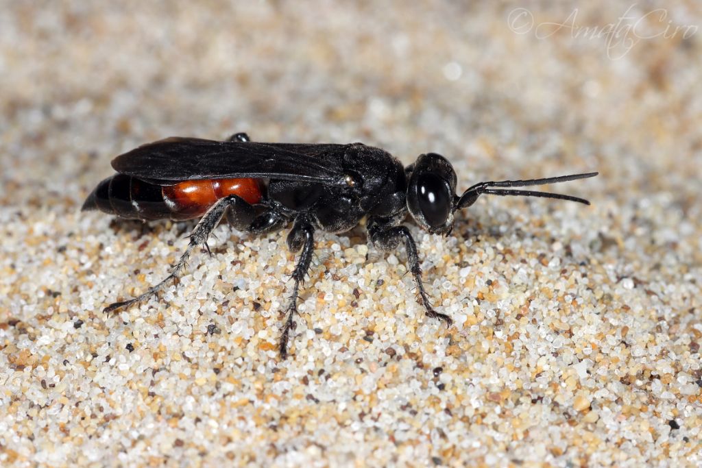 Crabronidae: Larra anathema