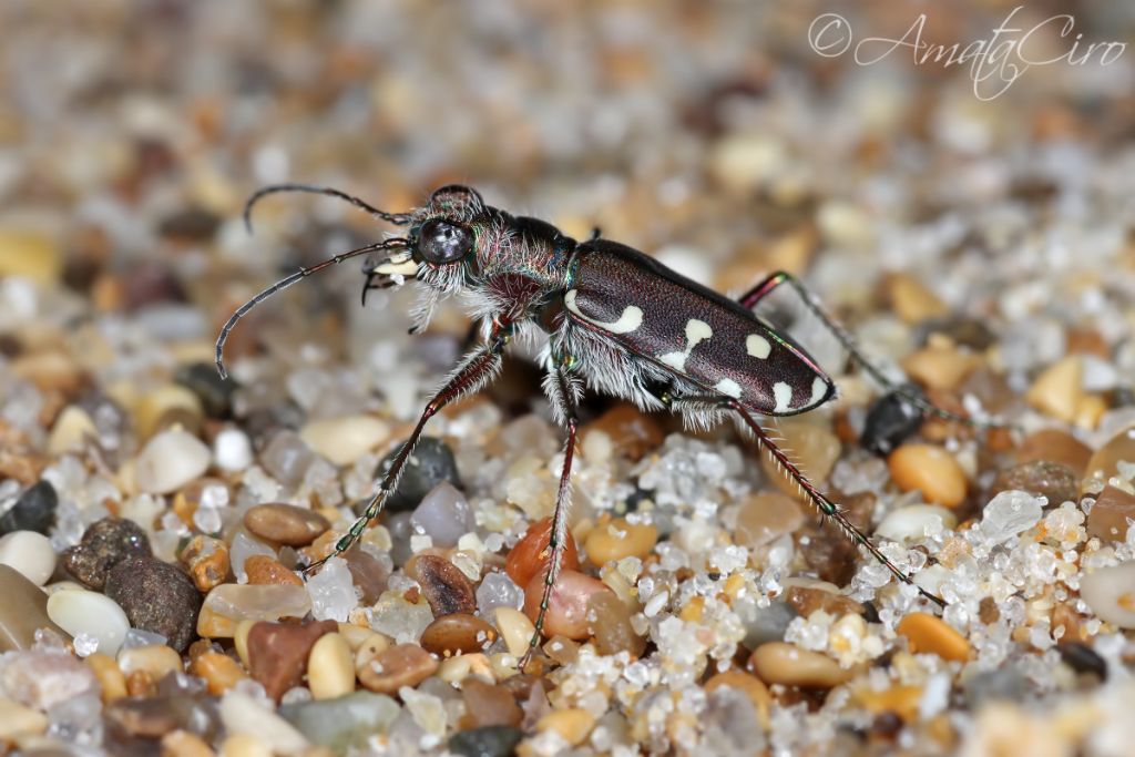 Cicindelidae: Calomera littoralis nemoralis