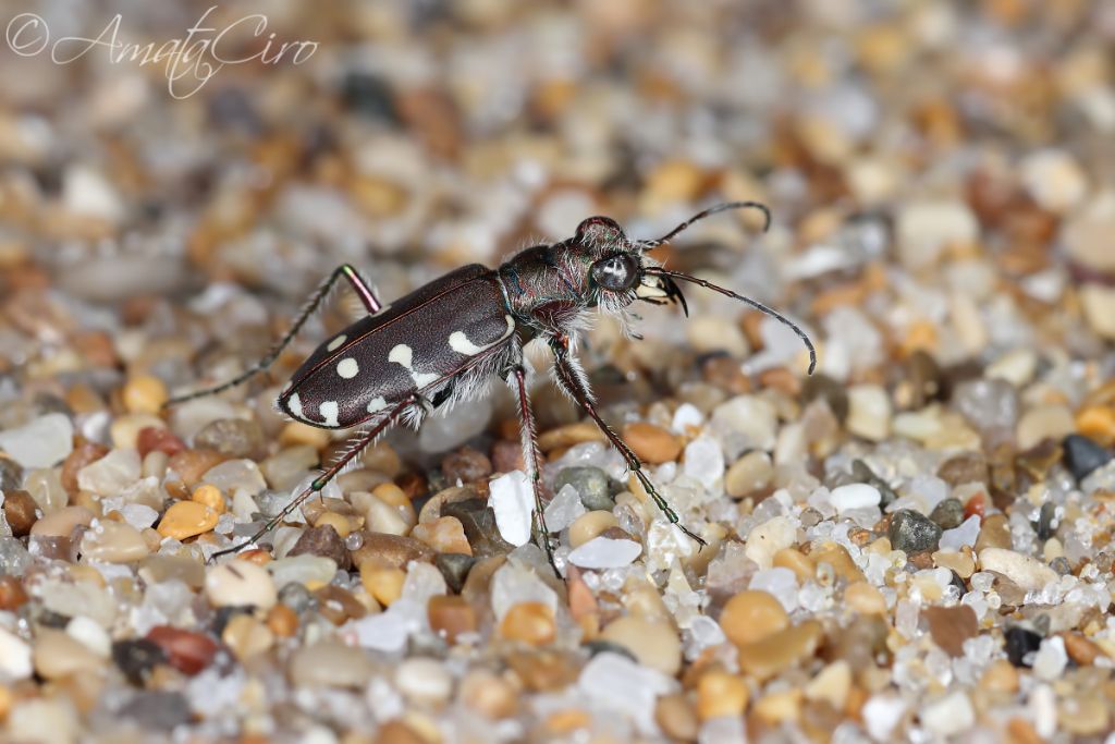 Cicindelidae: Calomera littoralis nemoralis