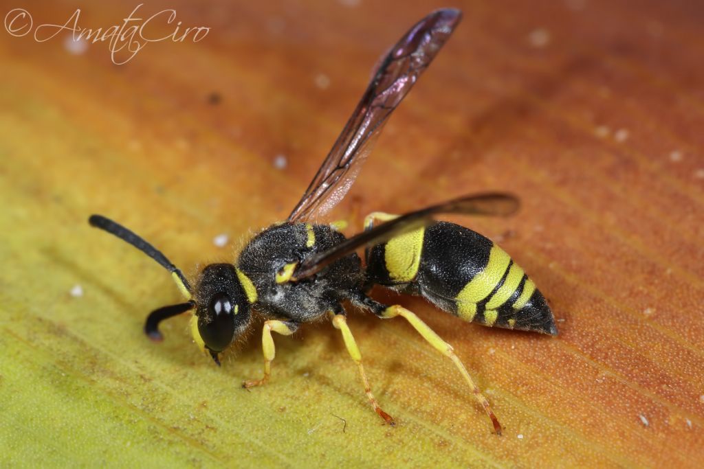 Vespidae Eumeninae: Ancistrocerus biphaleratus triphaleratus