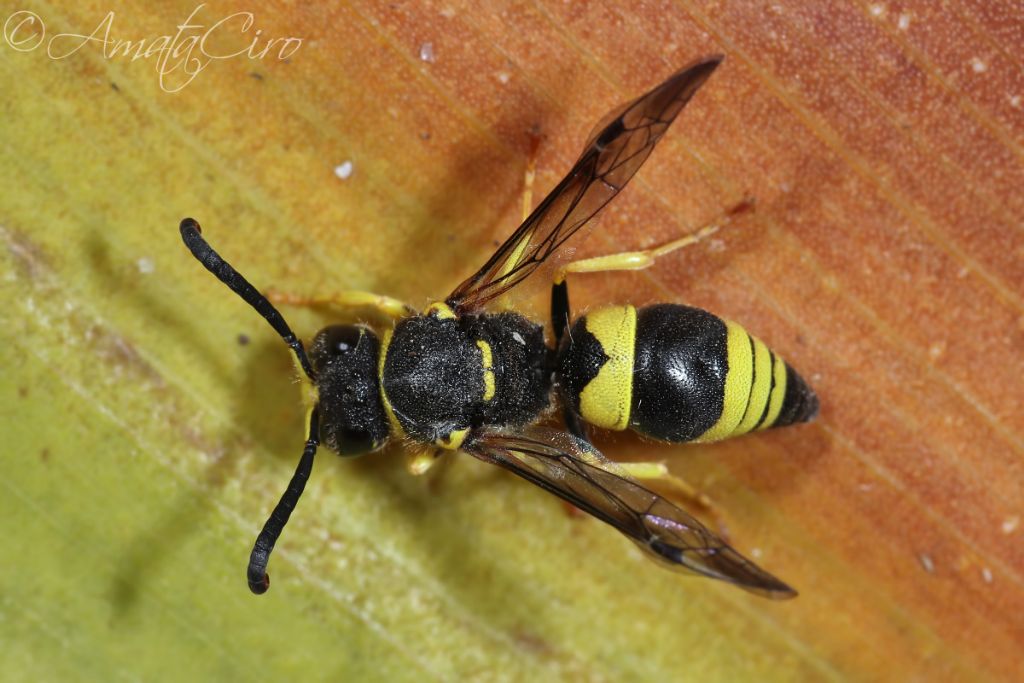 Vespidae Eumeninae: Ancistrocerus biphaleratus triphaleratus