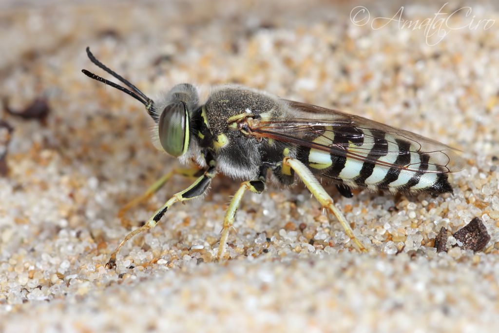 Crabronidae: maschio di Bembix oculata