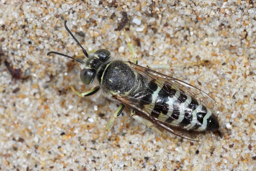 Crabronidae: maschio di Bembix oculata