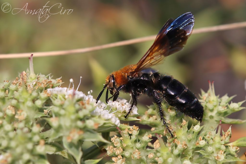 Scoliidae: femmina di Campsomeriella thoracica