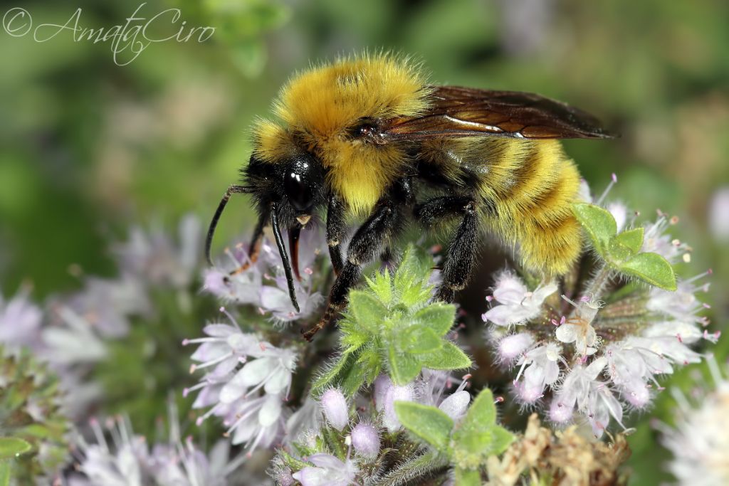 Apidae: Bombus sp.