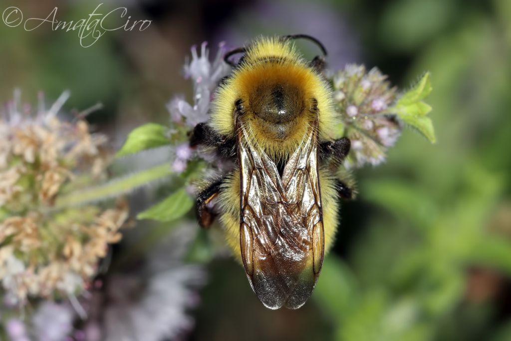 Apidae: Bombus sp.