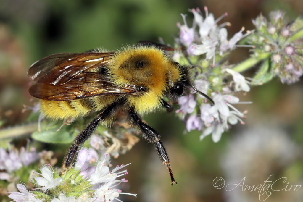 Apidae: Bombus sp.