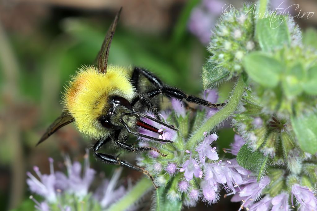 Apidae: Bombus sp.