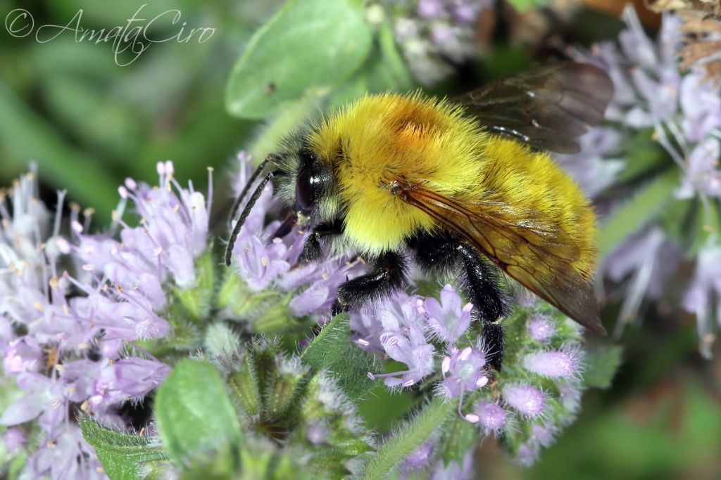Apidae: Bombus sp.