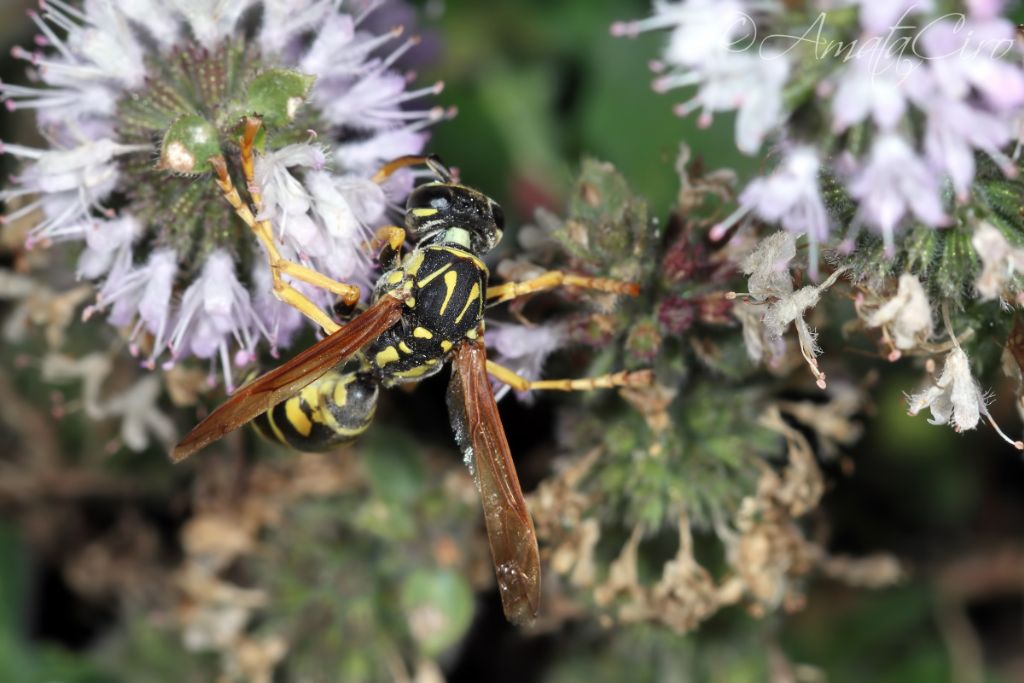 Vespidae: maschio di Polistes nimpha