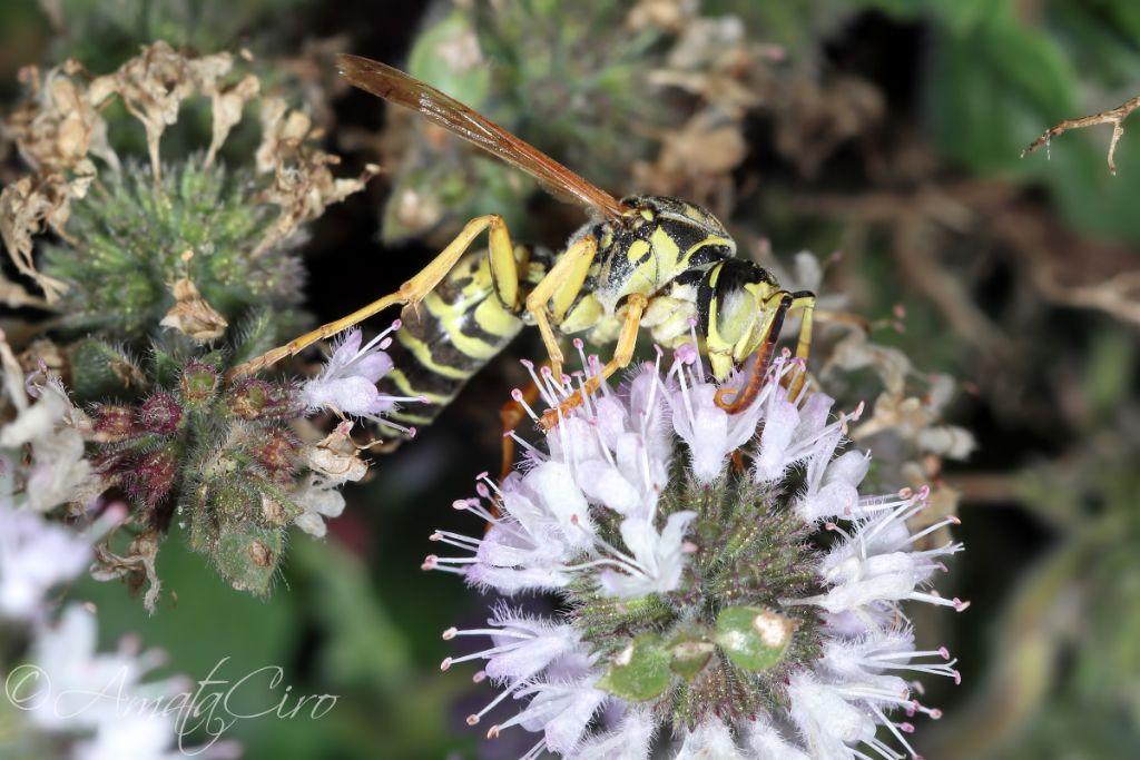 Vespidae: maschio di Polistes nimpha