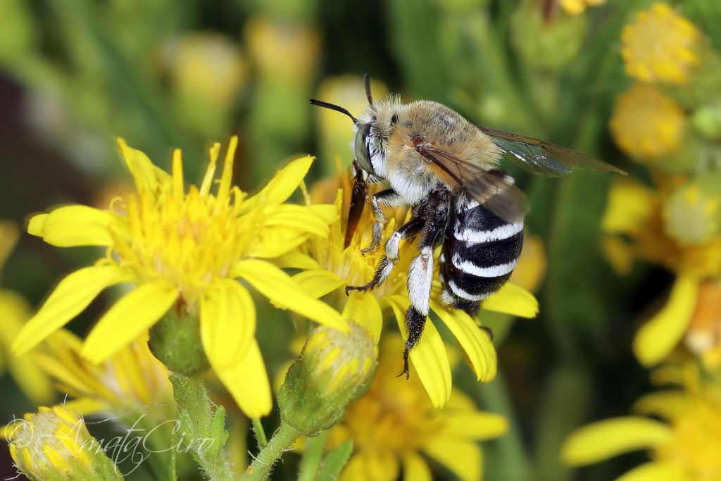 Apidae Anthophorinae: Amegilla quadrifasciata