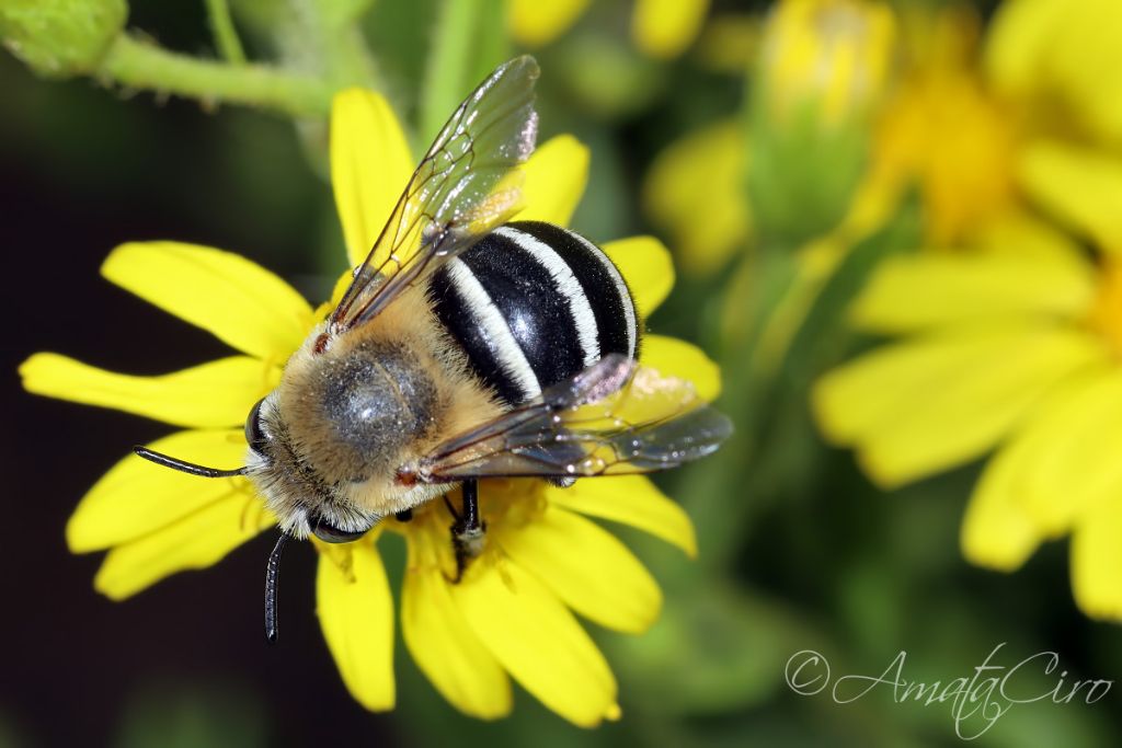 Apidae Anthophorinae: Amegilla quadrifasciata