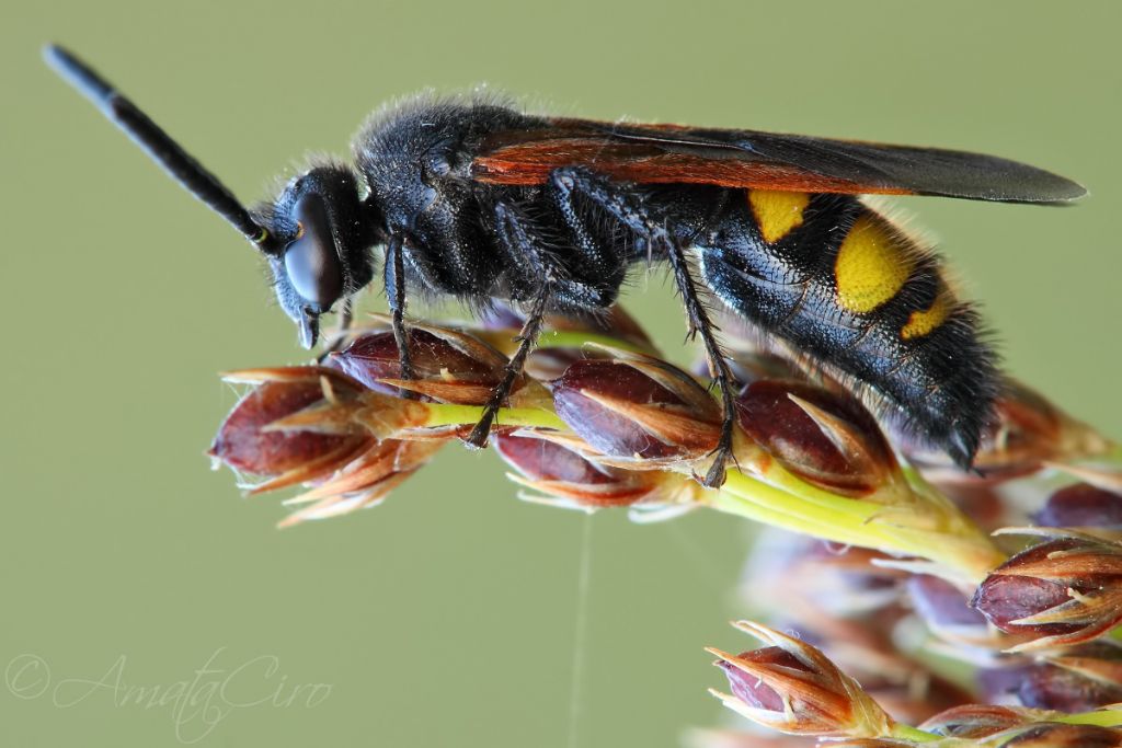 Scoliidae: Scolia sp.