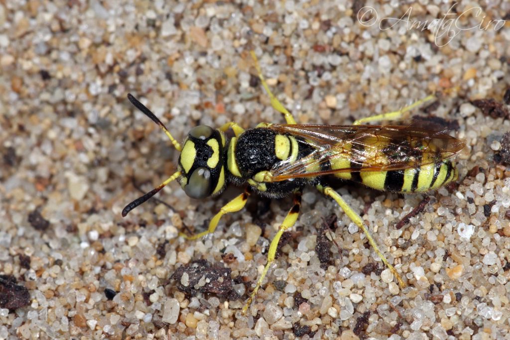Crabronidae: maschio di Philanthus coarctatus siculus