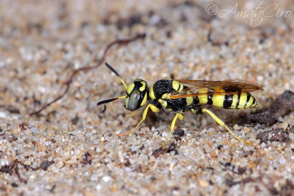 Crabronidae: maschio di Philanthus coarctatus siculus