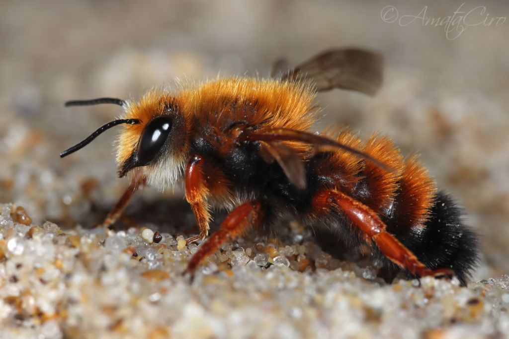 Megachilidae: Megachile sicula