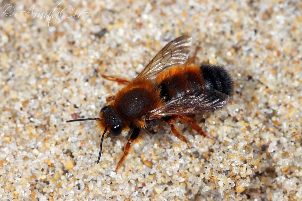 Megachilidae: Megachile sicula