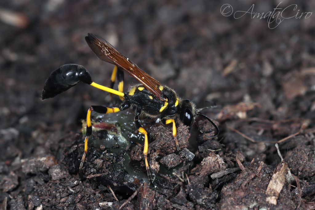 Sphecidae: Sceliphron madraspatanum ssp. tubifex ?? Sì.