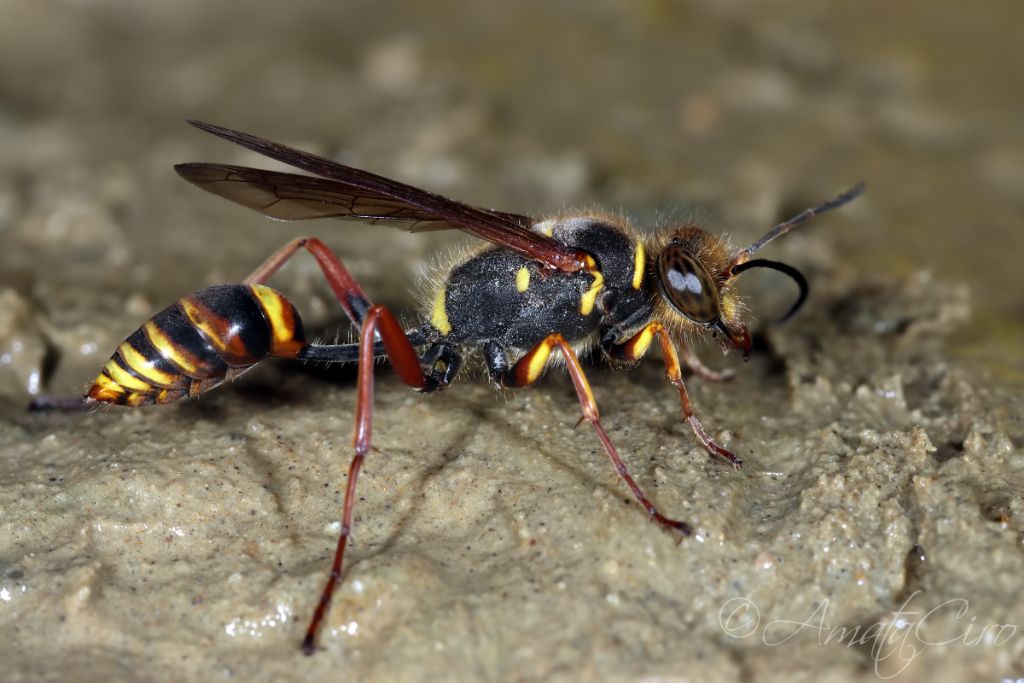 Sphecidae: Sceliphron curvatum ? S.