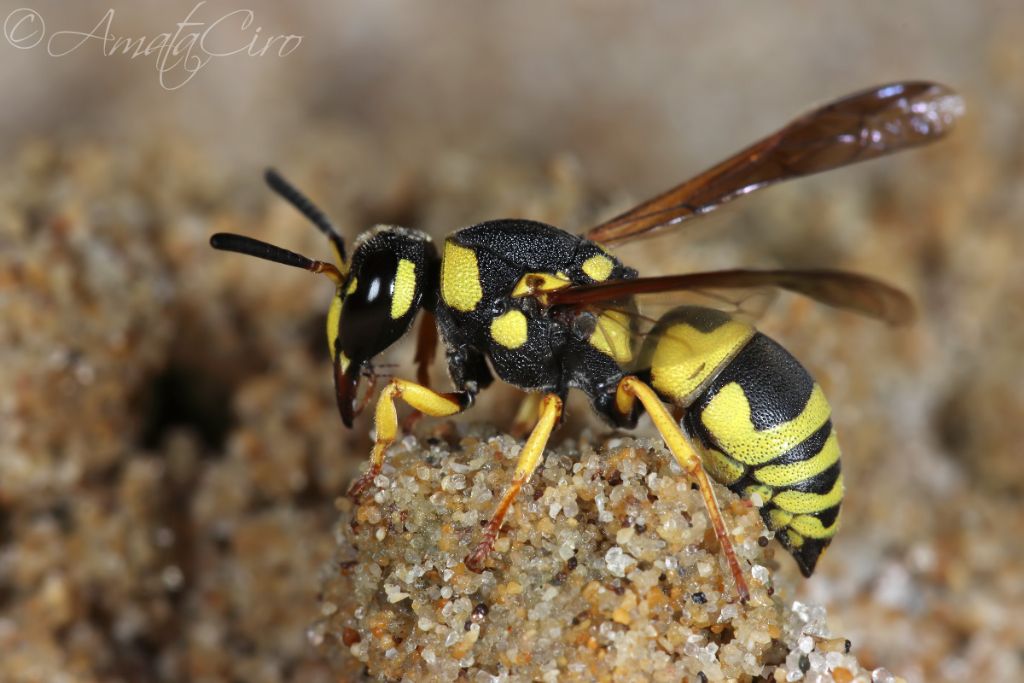 Vespidae Eumeninae: richiesta id