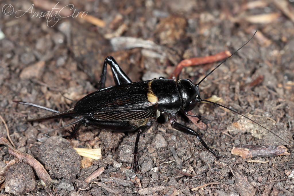 Grillus bimaculatus?