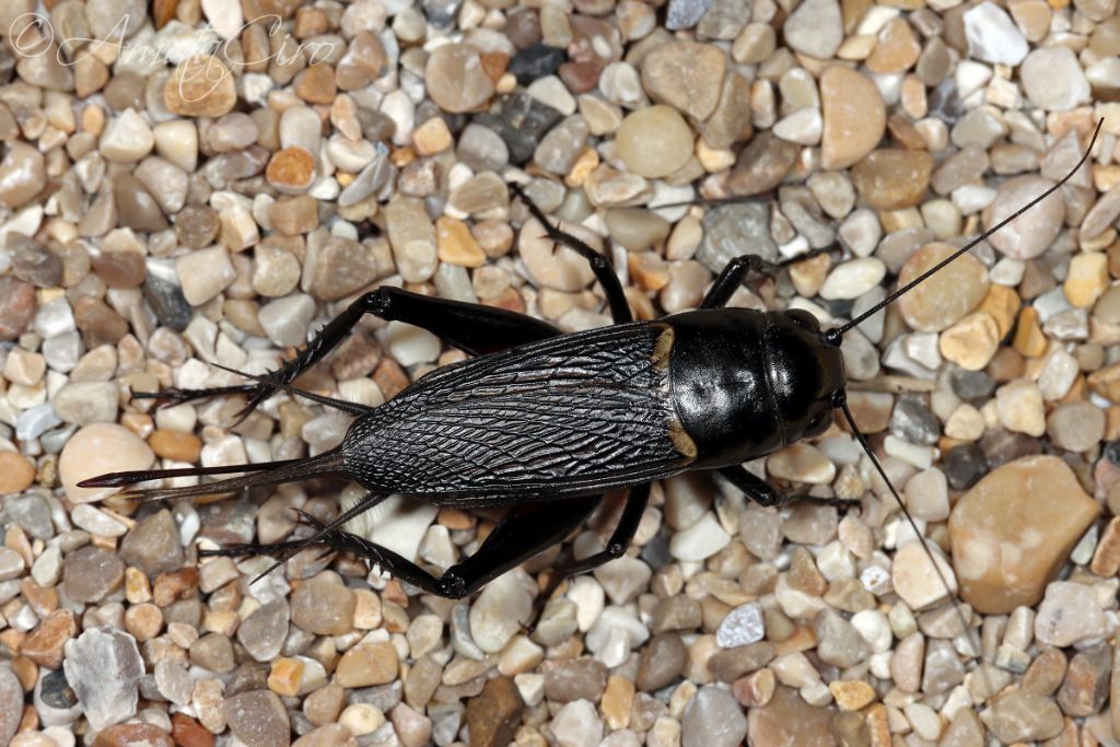 Grillus bimaculatus?