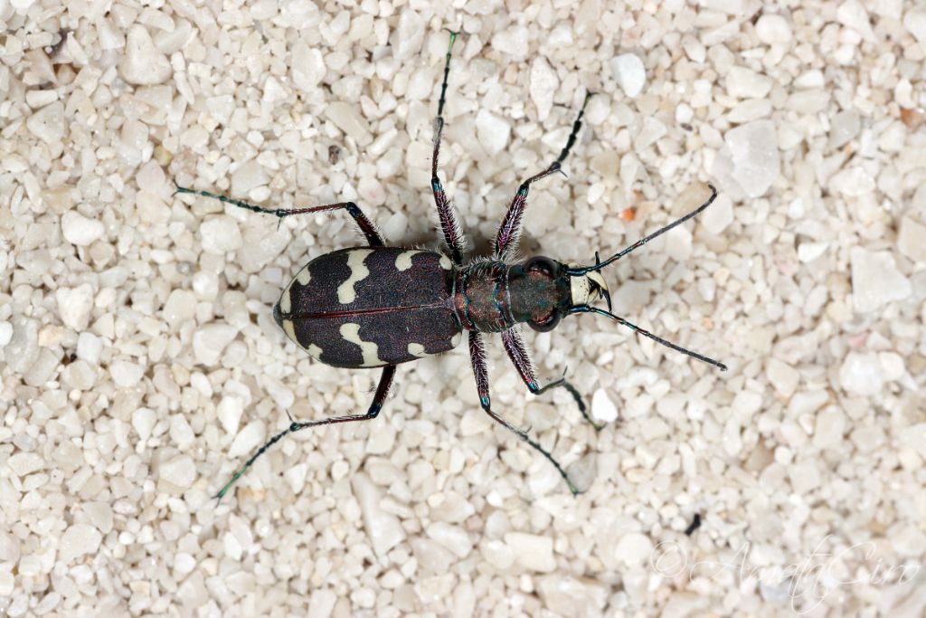 Richiesta id.