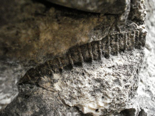 Determinazione fossile