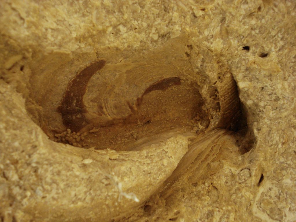 Determinazione fossile